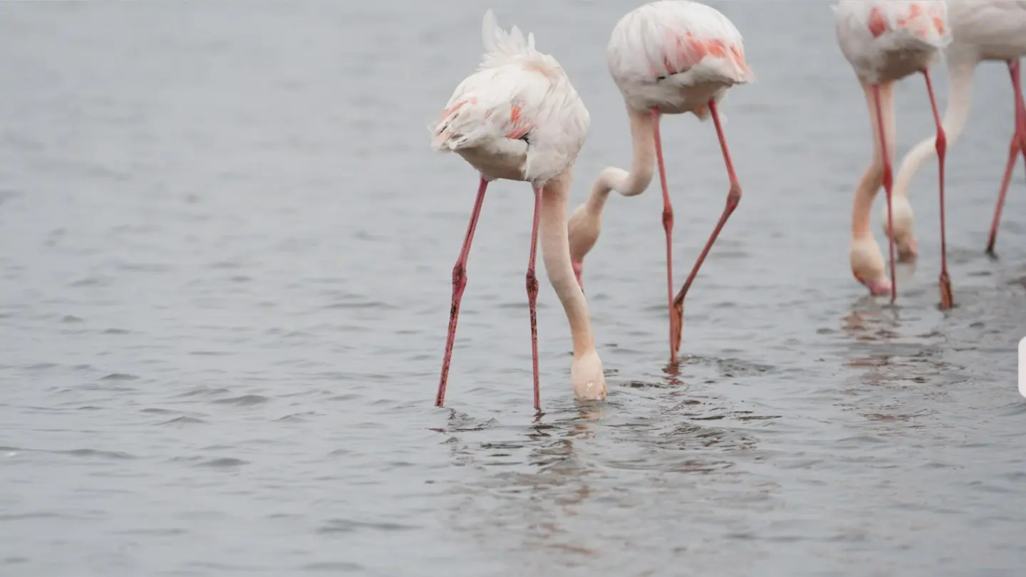 Three Greater Flamingos wading and feeding in shallow grey water, shown full screen in Specio's Exploration view
