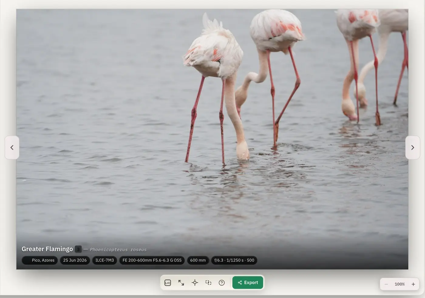 The same flamingo photo in Exploration view, with only the species name, place, date and shooting details over the image