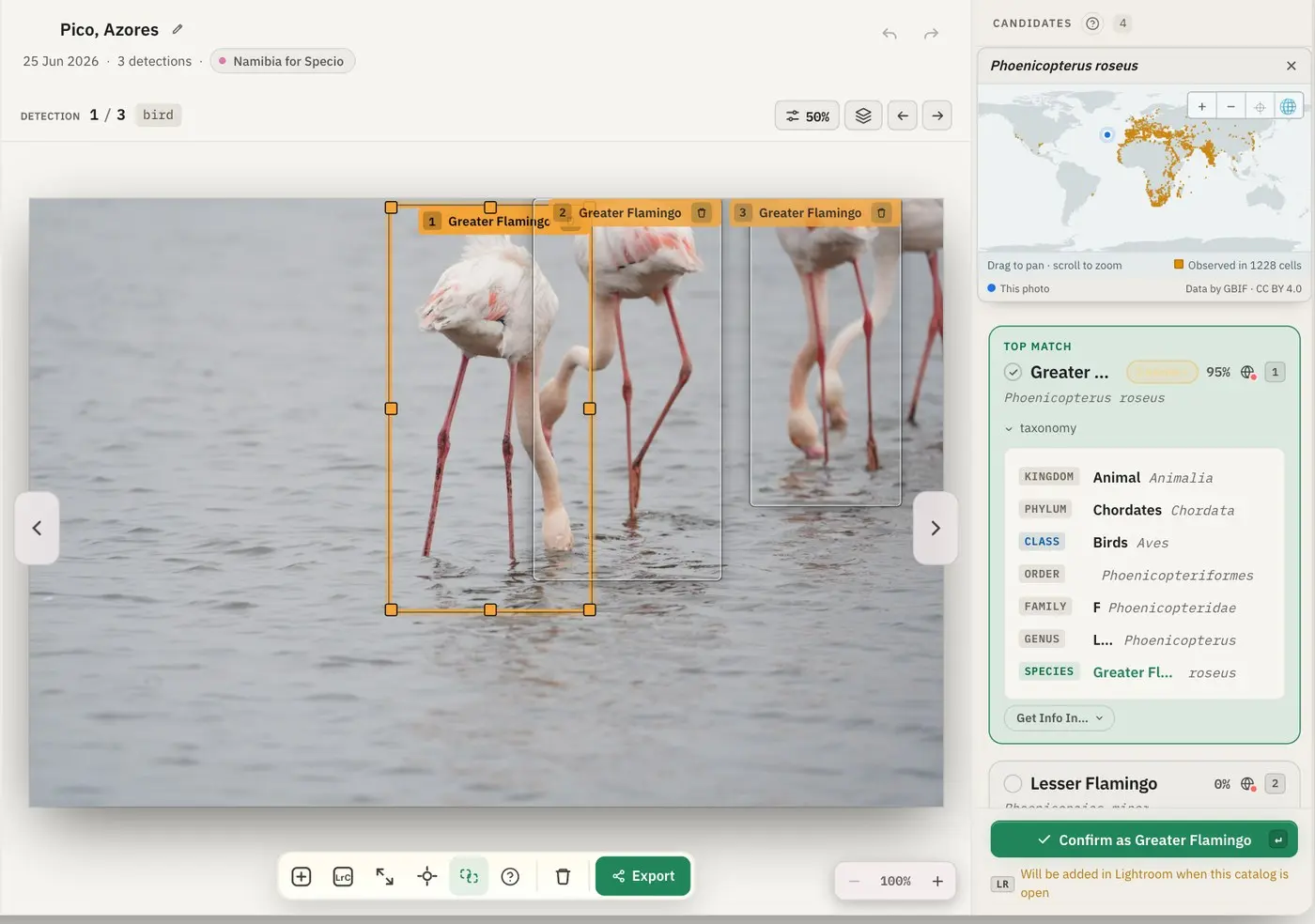 Specio's identification view: three Greater Flamingos each framed in a zone, with the candidate species and their taxonomy listed on the right