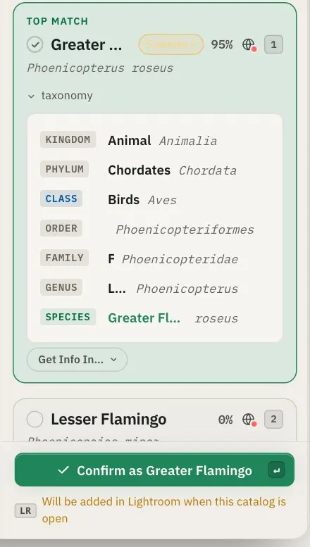 The candidate panel for a Greater Flamingo, with its lineage from kingdom to species and a note that the keyword will be added in Lightroom when the catalogue is open