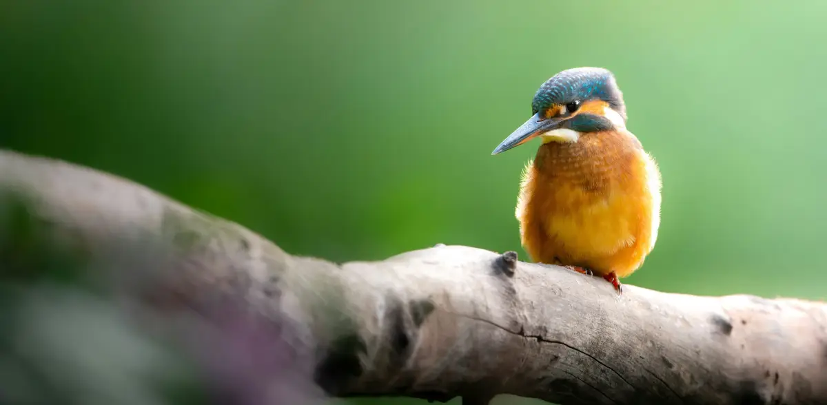 Kingfisher perched on a branch