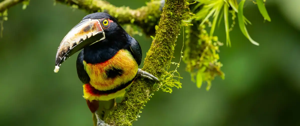 Aracari toucan on a mossy branch