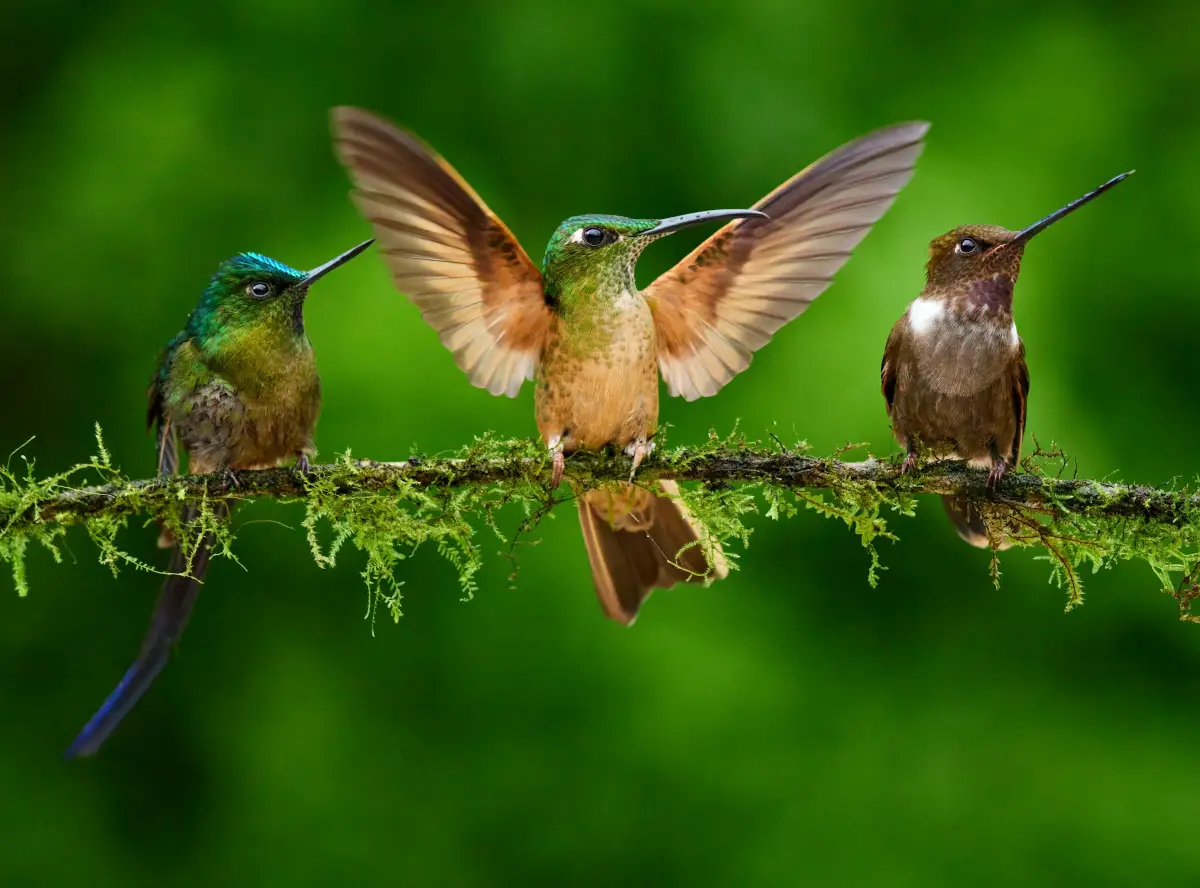 Three hummingbirds on a branch